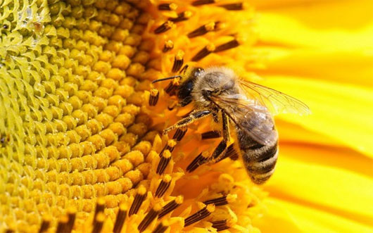 Picture 1 of Belgium has the highest rate of dead bees in winter in Europe