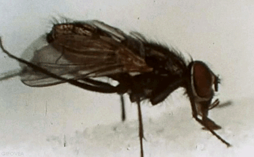 Picture 1 of Believe it, it turns out that flies still know how to wash their hands before eating