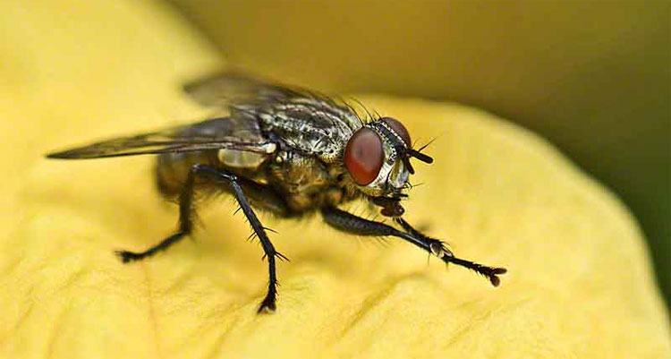 Picture 2 of Believe it, it turns out that flies still know how to wash their hands before eating