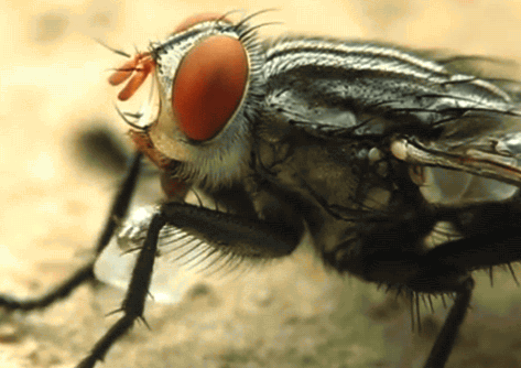 Picture 3 of Believe it, it turns out that flies still know how to wash their hands before eating