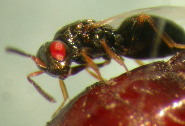 Picture 3 of Believe it: Science creates bees from