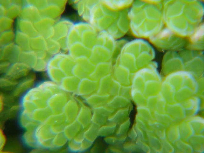 Picture 3 of Believe it: This small fern can help fight climate change