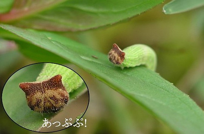Picture 1 of Believe it, this worm has a face ... Hello Kitty