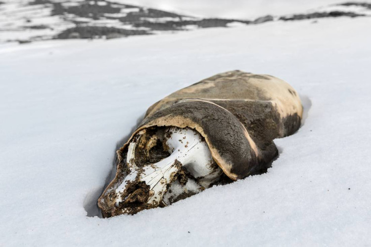 Picture 4 of Believing that the most arid desert in the world is located in Antarctica