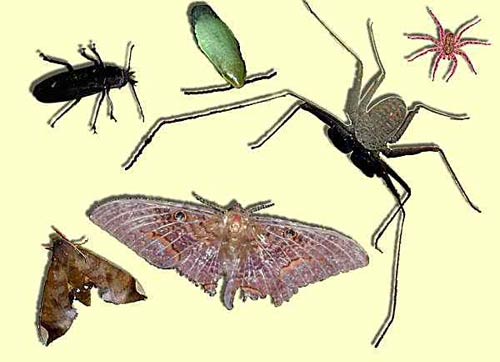 Benefits of beetles eating corpses images 1