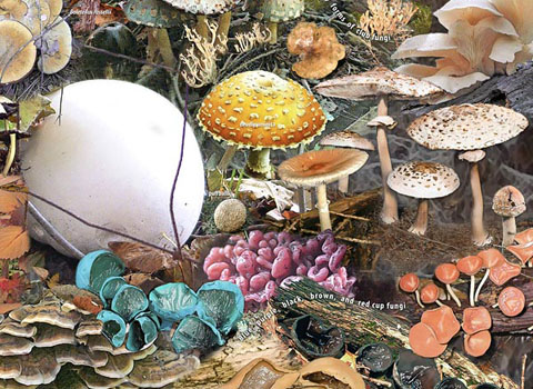 Picture 6 of Best micro photos in 2010