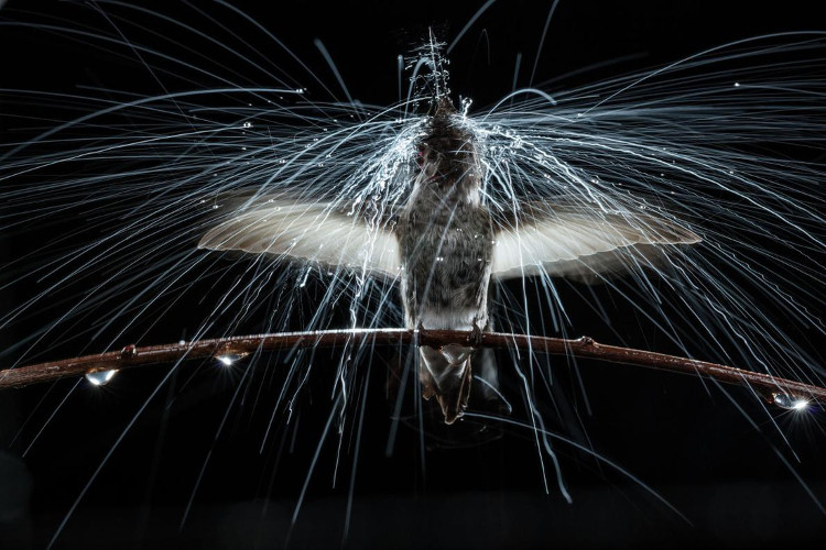 Picture 15 of Best NatGeo photos of 2017