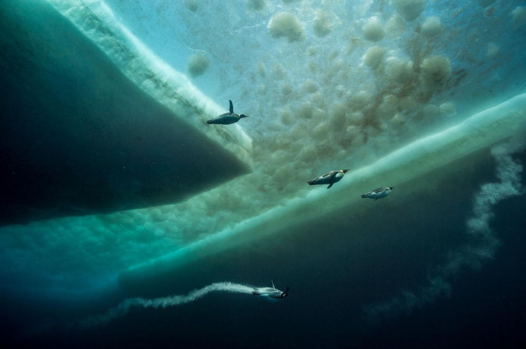 Picture 16 of Best NatGeo photos of 2017