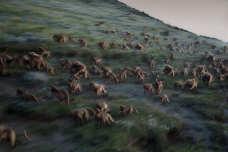 Picture 7 of Best NatGeo photos of 2017