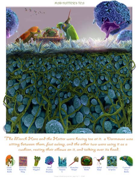 Picture 7 of Best science photo 2008