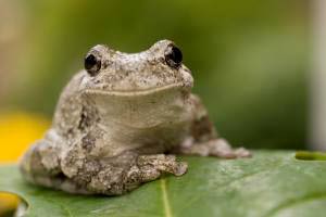 Better antibiotics are produced from frog skin images 1