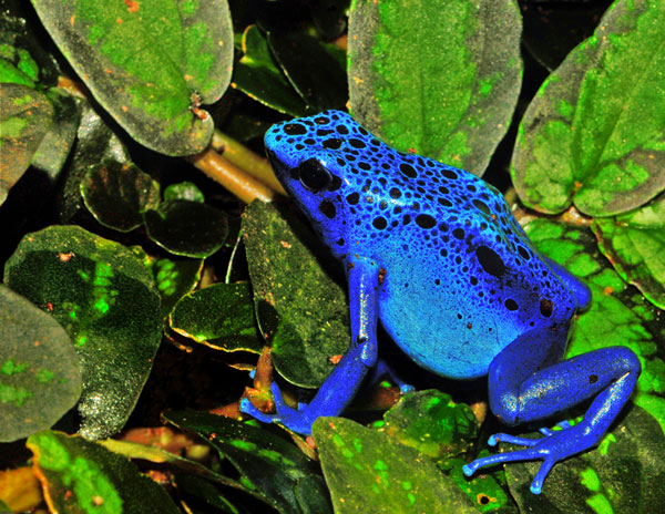 Picture 3 of Beware of deadly beautiful frogs