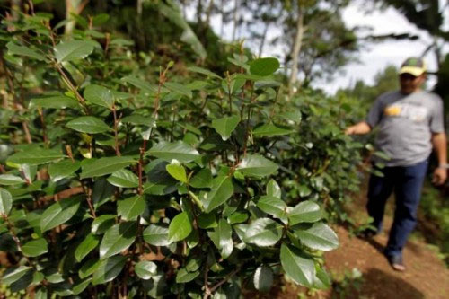Picture 2 of Beware of extremely toxic narcotics, first discovered in Vietnam