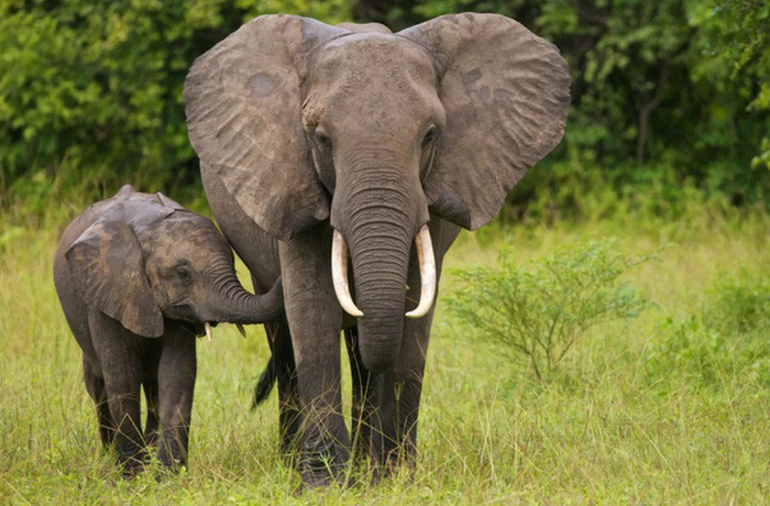 Picture 1 of Big body like elephants are afraid ... bees