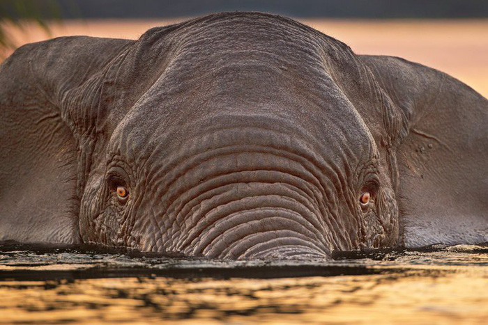 Picture 4 of Big body like elephants are afraid ... bees