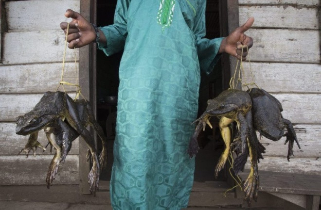 Picture 10 of Big frogs with newborn babies face extinction