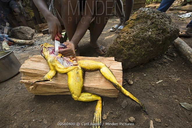 Picture 7 of Big frogs with newborn babies face extinction