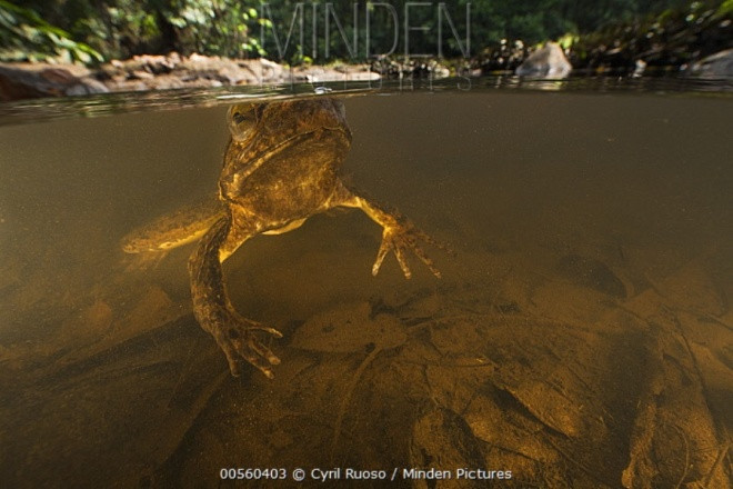 Picture 8 of Big frogs with newborn babies face extinction