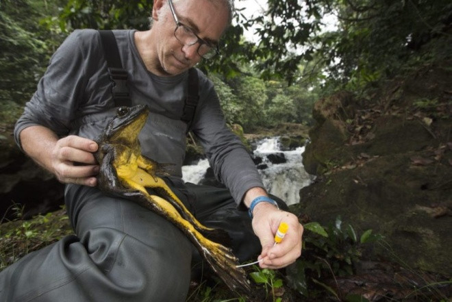 Picture 9 of Big frogs with newborn babies face extinction