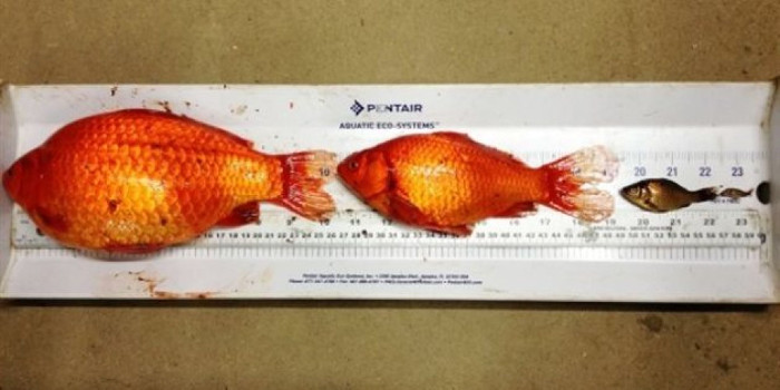 Picture 1 of Big gold fish is the size of a disc that causes the city of Canada