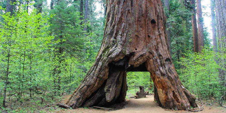Picture 1 of Big storm hurled an old 1000 year old tree, a symbol of California state