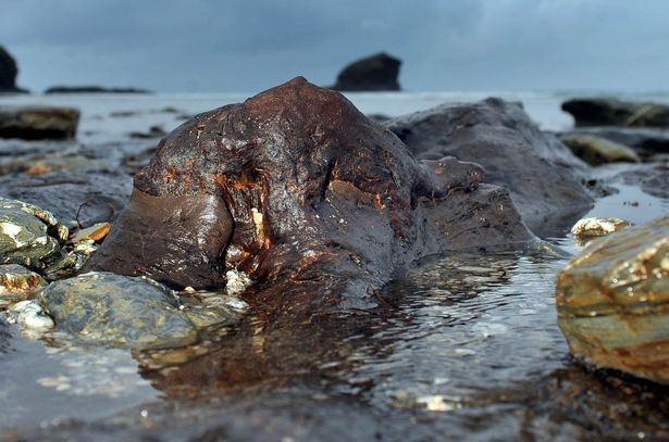 Picture 1 of Big storm reveals 6,000 year old fossil forest