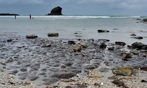 Picture 2 of Big storm reveals 6,000 year old fossil forest