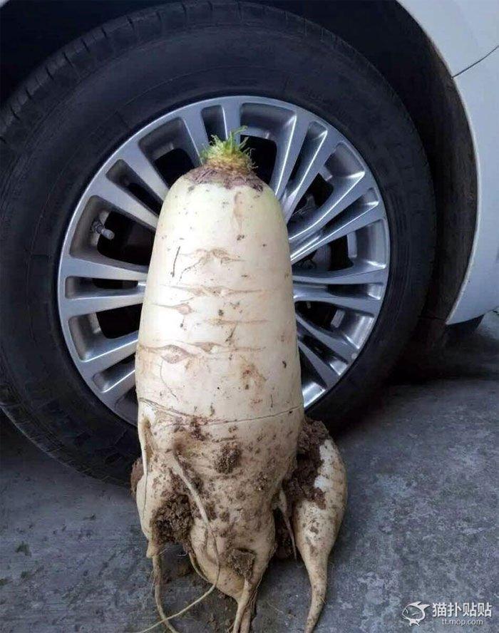 Picture 1 of Big white radish is close to an automobile tire