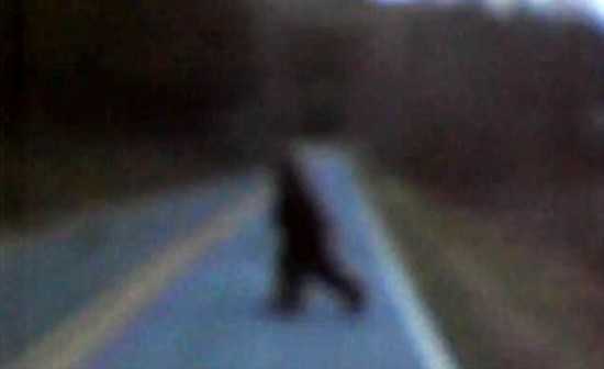 Picture 1 of Bigfoot monsters appear in America?