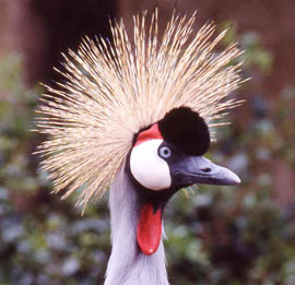 Picture 1 of Bigger birds live longer