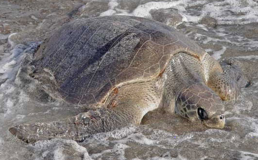 Picture 1 of Binh Dinh: Rare and precious sea turtles lay eggs on the shore
