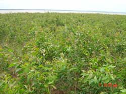 Picture 1 of Binh Phuoc: Acceptance of scientific research on Melaleuca Melaleuca plantation on basalt soils