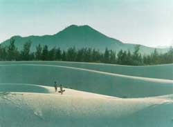 Picture 1 of Binh Thuan: Need to replicate the model of anti-sand planting forest