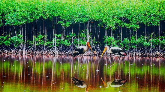 Picture 1 of Biodiversity Conservation of Ca Mau National Park