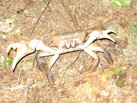 Picture 2 of Biodiversity in Con Dao awaits conservation