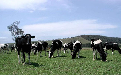 Picture 1 of Biofuel comes from beef intestines