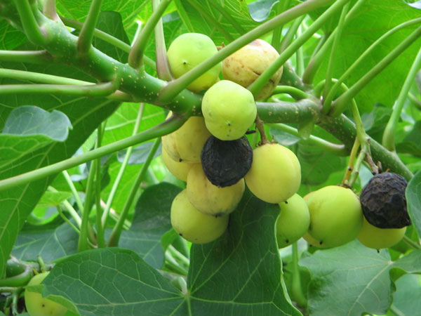 Picture 1 of Biofuel tree in Cuba