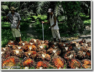 Picture 2 of Biofuels: green gold or potential problems?