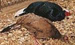 Picture 1 of Biological characteristics of Sao chicken