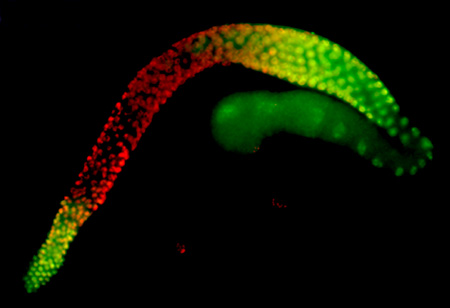 Picture 1 of Biological clock: Find the time-controlling gene in C.elegans