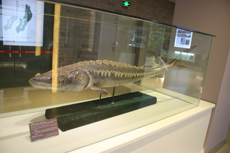Picture 8 of Biological Museum in Chinese university