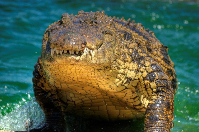 Picture 1 of Biologically, is crocodile immortal?