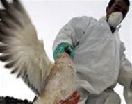 Picture 1 of Bird flu is complicated in Asia