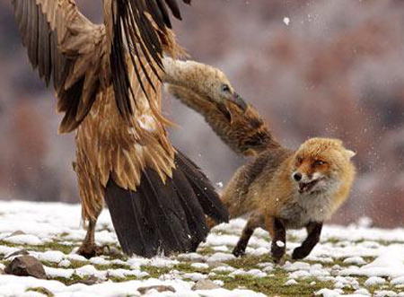 Picture 1 of Bird threatens to report