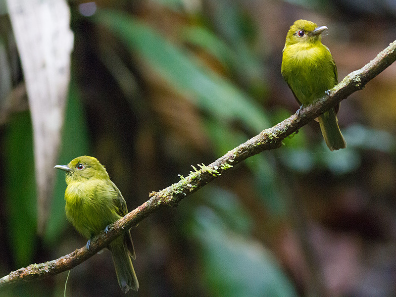 Picture 1 of Birds also have homosexual relationships and raising children