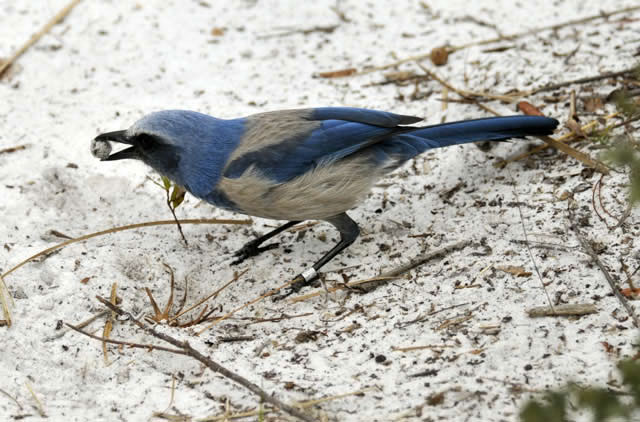 Picture 1 of Birds also make funerals