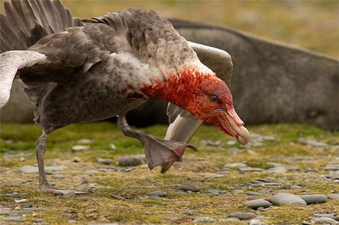 Picture 10 of Birds are funny in appearance but very dangerous