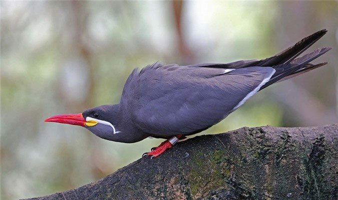 Picture 7 of Birds are funny in appearance but very dangerous