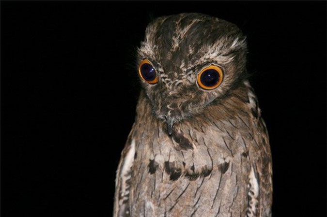 Picture 8 of Birds are funny in appearance but very dangerous