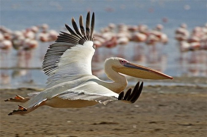 Picture 9 of Birds are funny in appearance but very dangerous